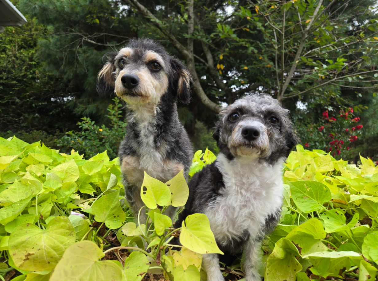 Max and Tinker - Two adorable rescue dogs sitting in garden foliage